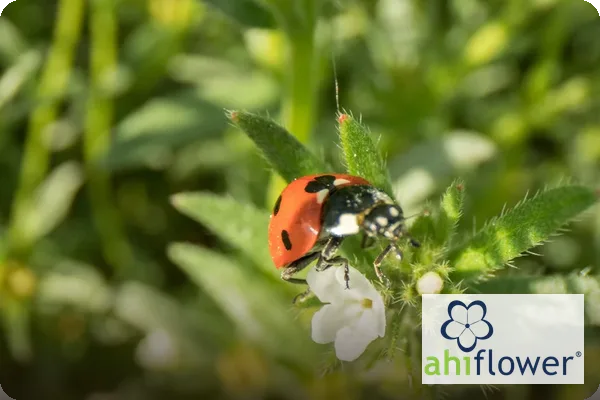 Ahiflower plant-based omega oil