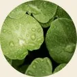 Gotu Kola