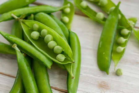 Pea Protein
